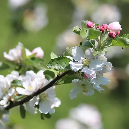 Urlaub Mitten Im Wald - Lueg Apartament *