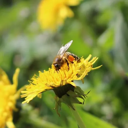 Urlaub Mitten Im Wald - Lueg