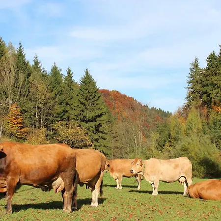 Urlaub Mitten Im Wald - Lueg Appartement