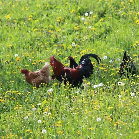 Apartament Urlaub Mitten Im Wald - Lueg Scheibbs
