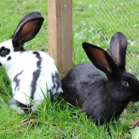 Urlaub Mitten Im Wald - Lueg *