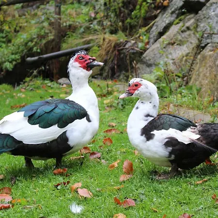Urlaub Mitten Im Wald - Lueg Apartman *