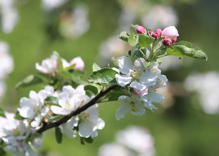 Urlaub Mitten Im Wald - Lueg Διαμέρισμα *