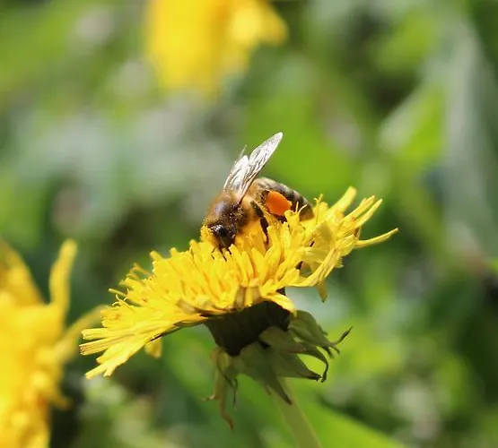 Urlaub Mitten Im Wald - Lueg