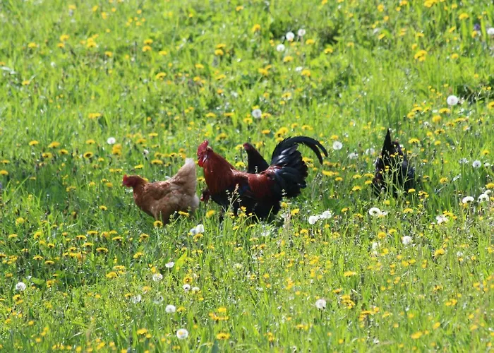 Διαμέρισμα Urlaub Mitten Im Wald - Lueg Scheibbs