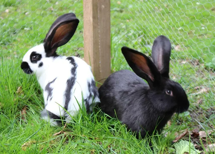 Urlaub Mitten Im Wald - Lueg *