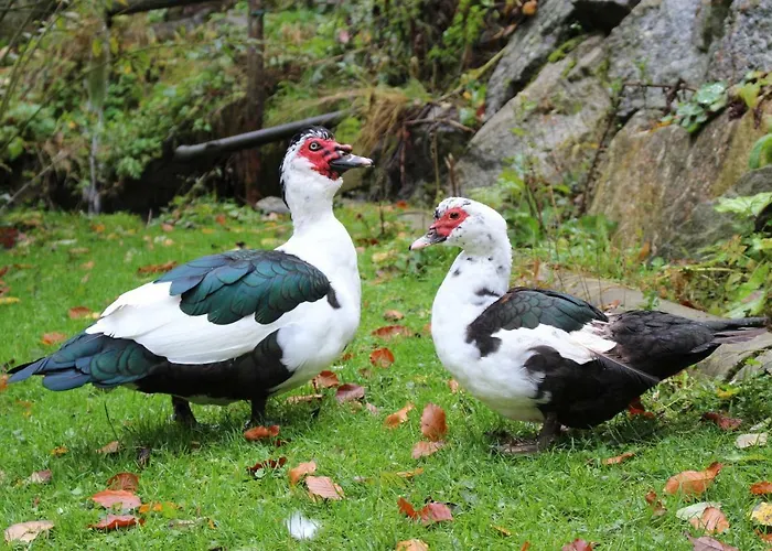 Urlaub Mitten Im Wald - Lueg Διαμέρισμα *